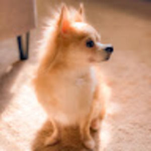 Meet your Posher, Sheena